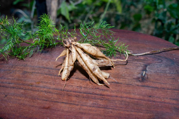 Benefits of Shatavari for Men in Hindi Shatavari root (Asparagus racemosus) for male health benefits
